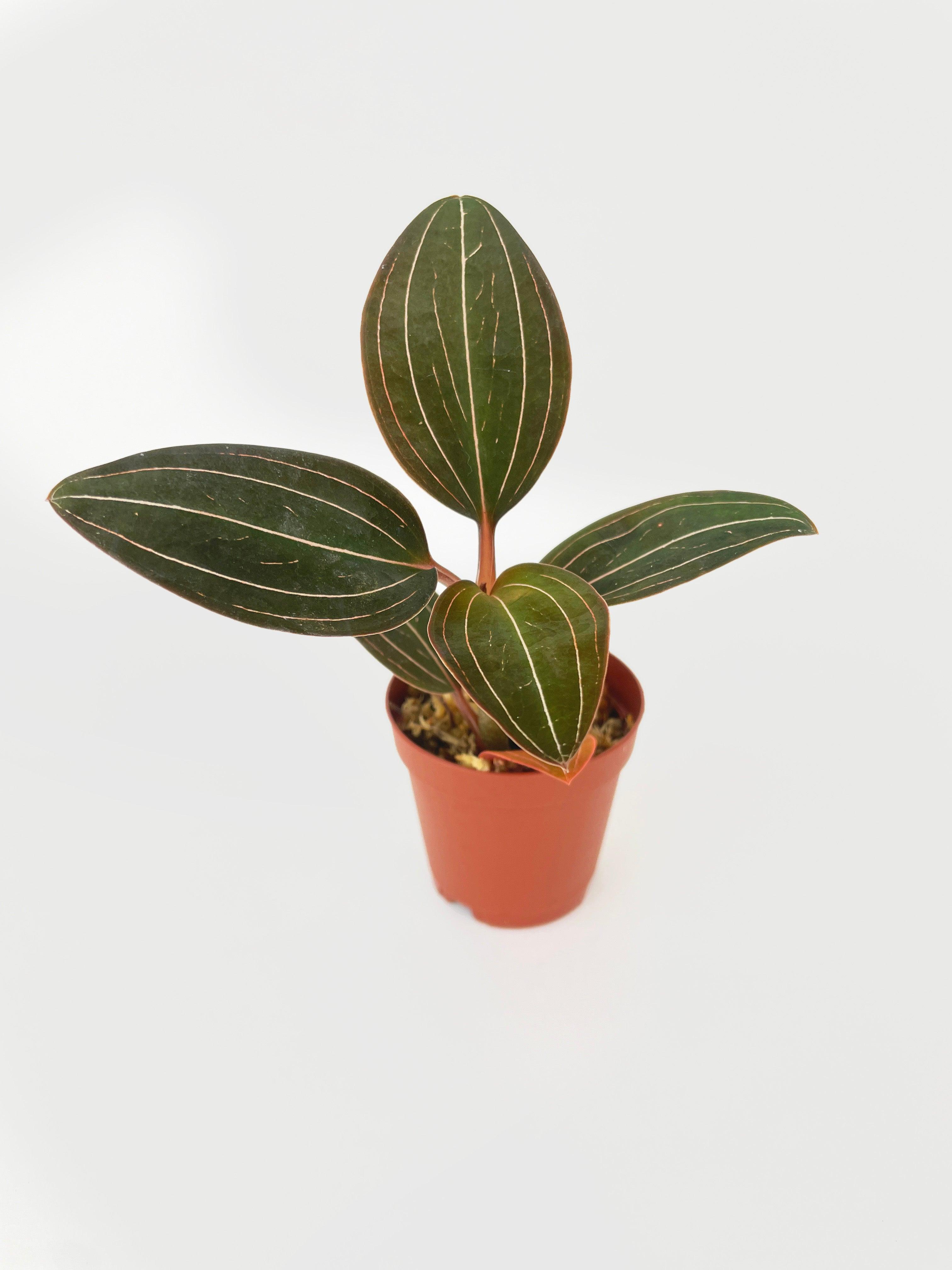 Jewel Orchid Ludisia Discolor - Bumble Plants