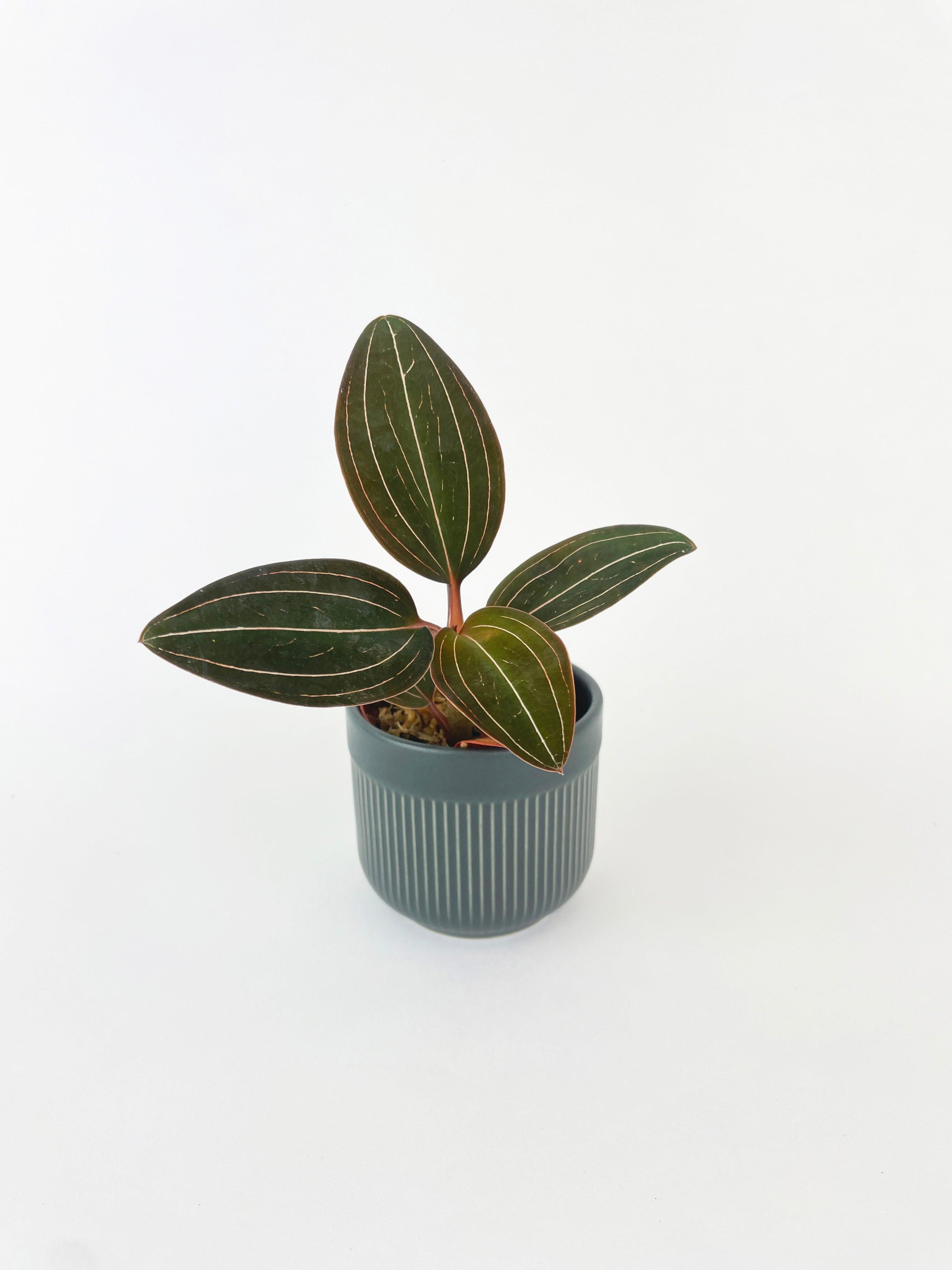 Jewel Orchid Ludisia Discolor - Bumble Plants