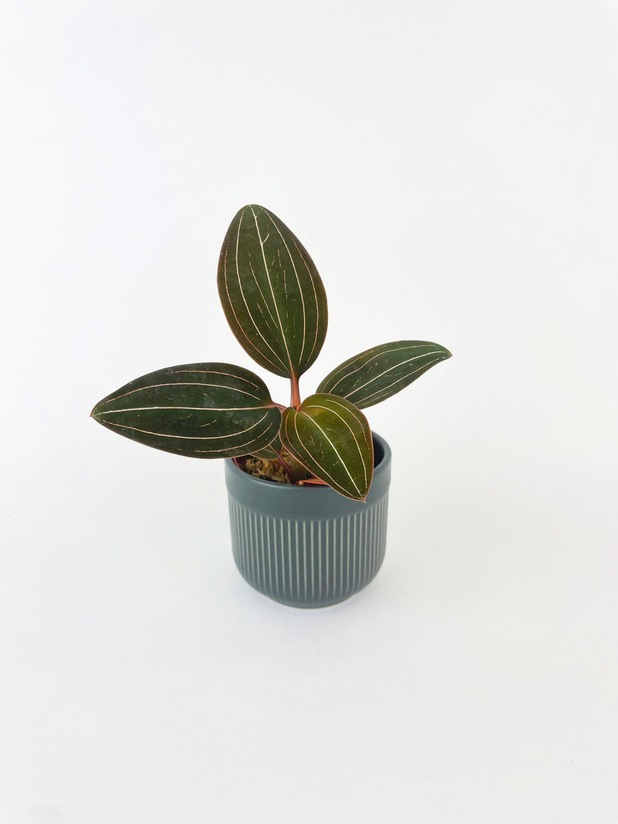 Jewel Orchid Ludisia Discolor - Bumble Plants