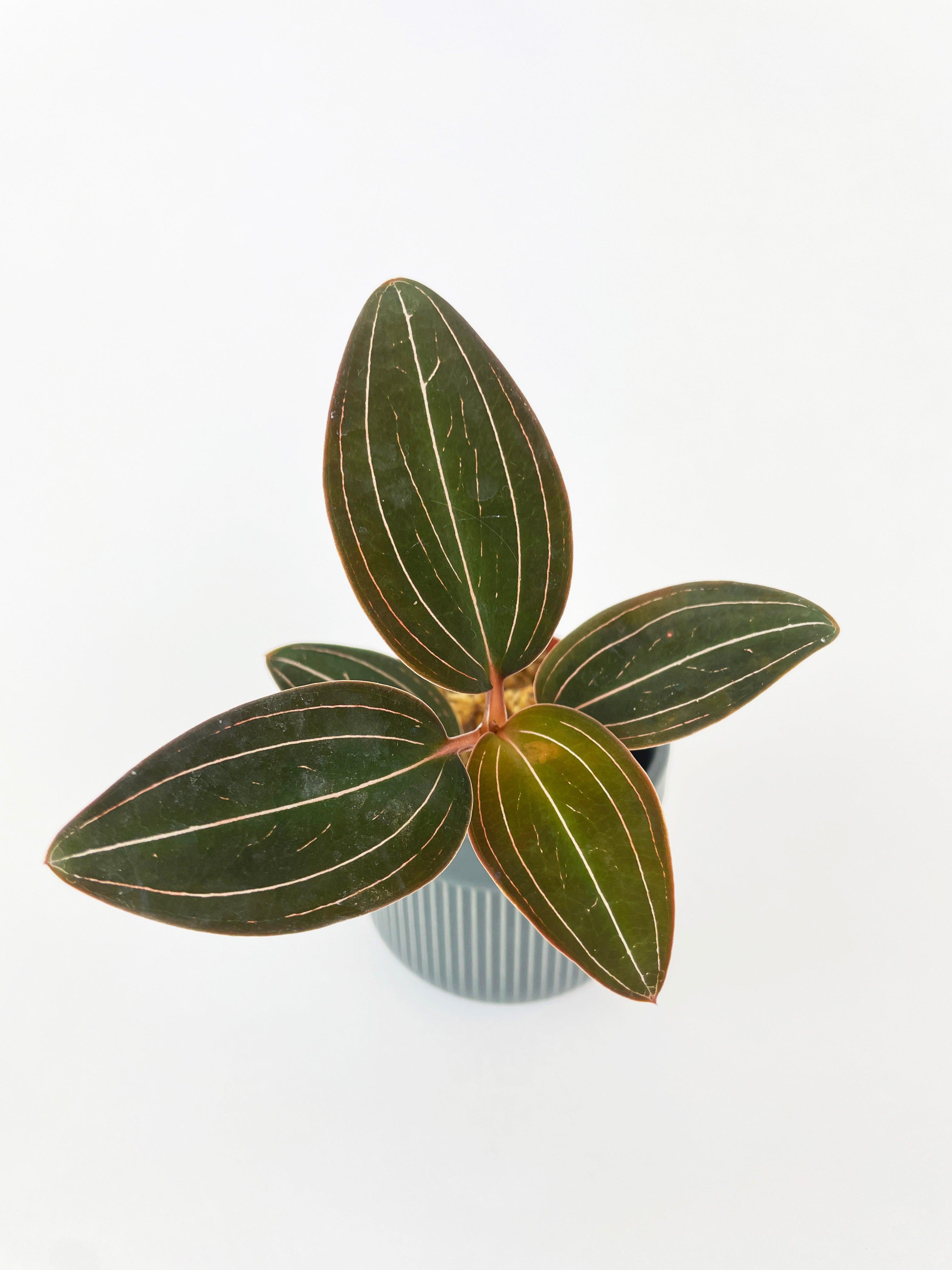 Jewel Orchid Ludisia Discolor - Bumble Plants