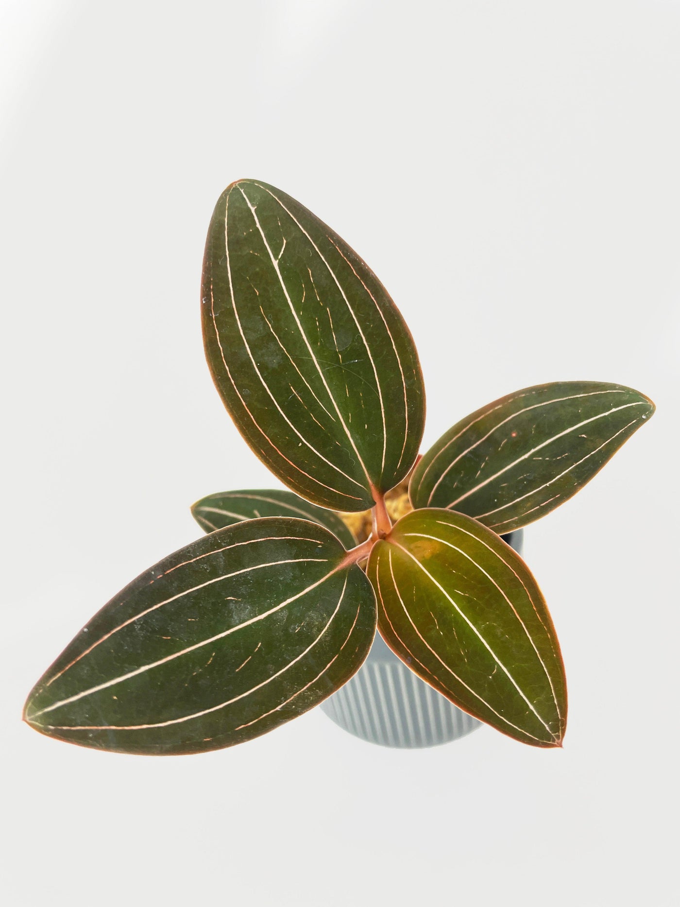 Jewel Orchid Ludisia Discolor - Bumble Plants