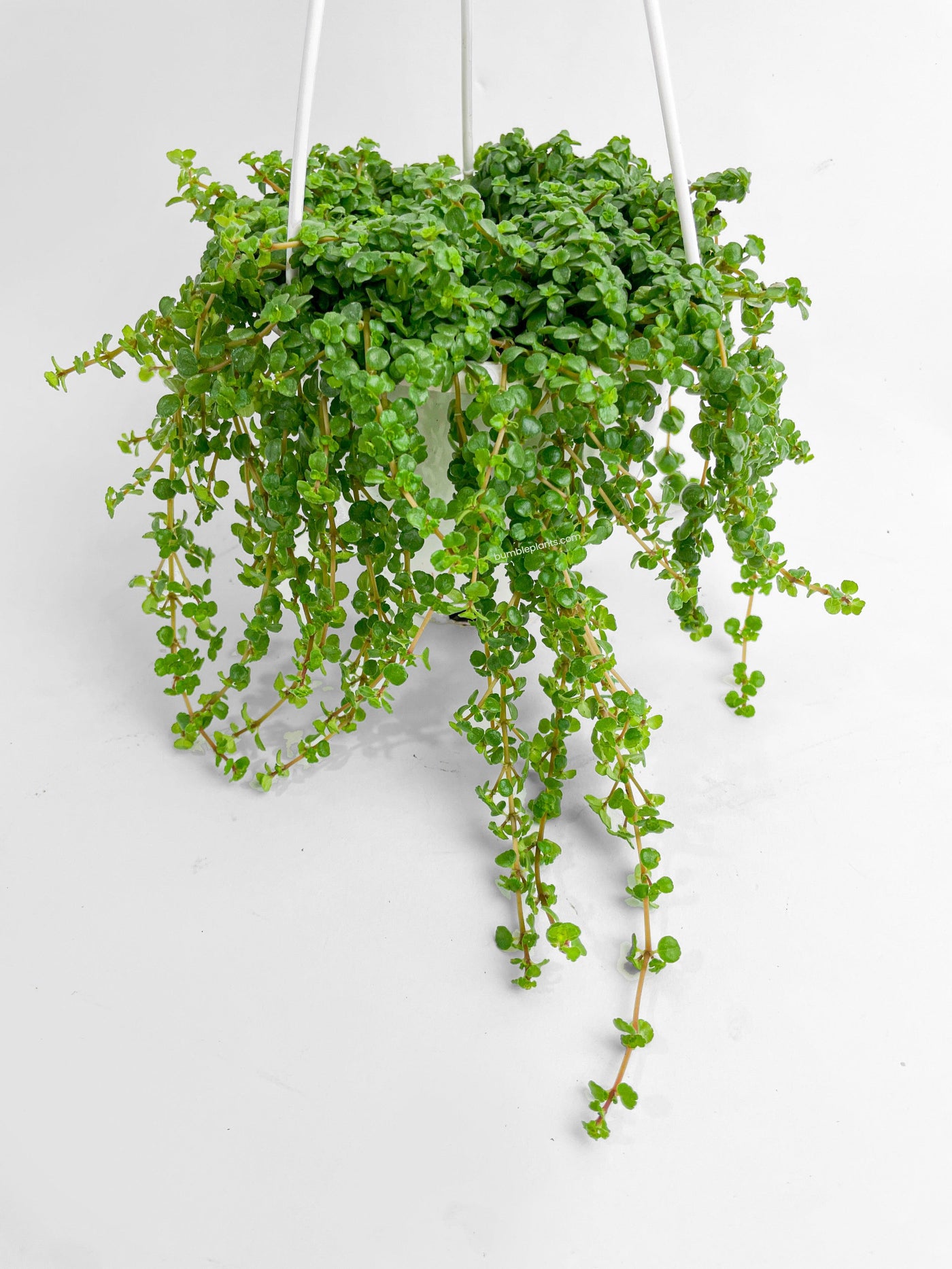 baby tears succulent Live Pilea Depressa 'Baby Tears'