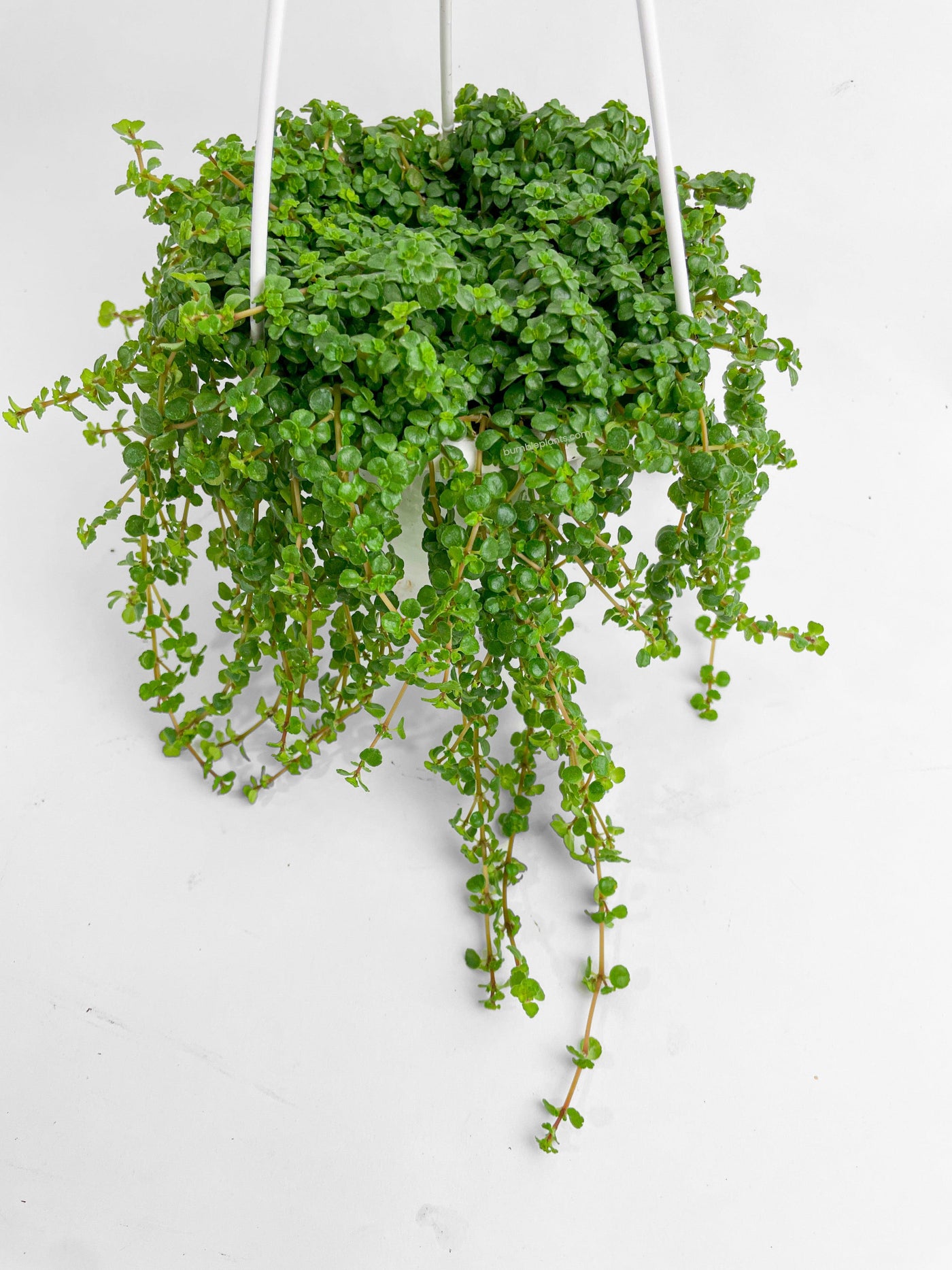 hanging pilea plant Live Pilea Depressa 'Baby Tears'