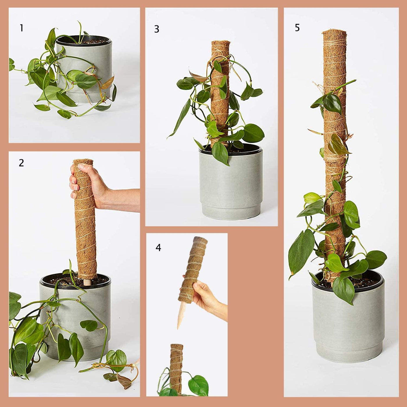 house plant totem pole Live Coco Coir Climbing Pole