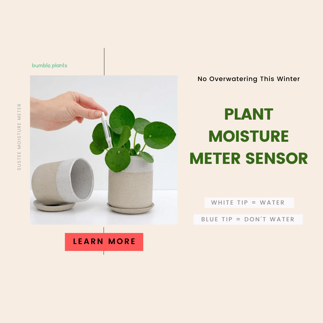moisture indicator for indoor plants Sustee Aquameter Plant Moisture Sensor