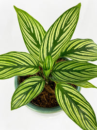 Top view of Calathea Vittata showcasing its vibrant green leaves with white stripes. Ideal indoor plant for home decor and easy maintenance.