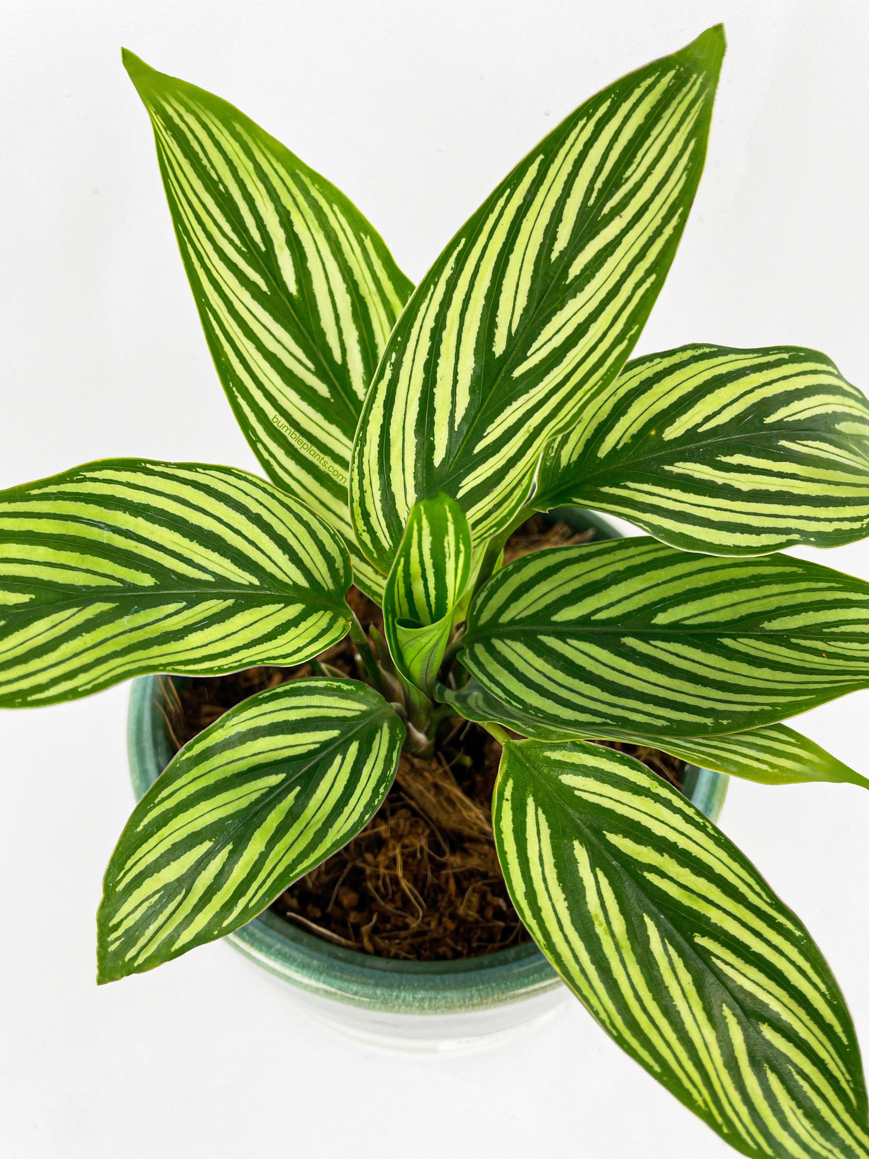 Top view of Calathea Vittata showcasing its vibrant green leaves with white stripes. Ideal indoor plant for home decor and easy maintenance.