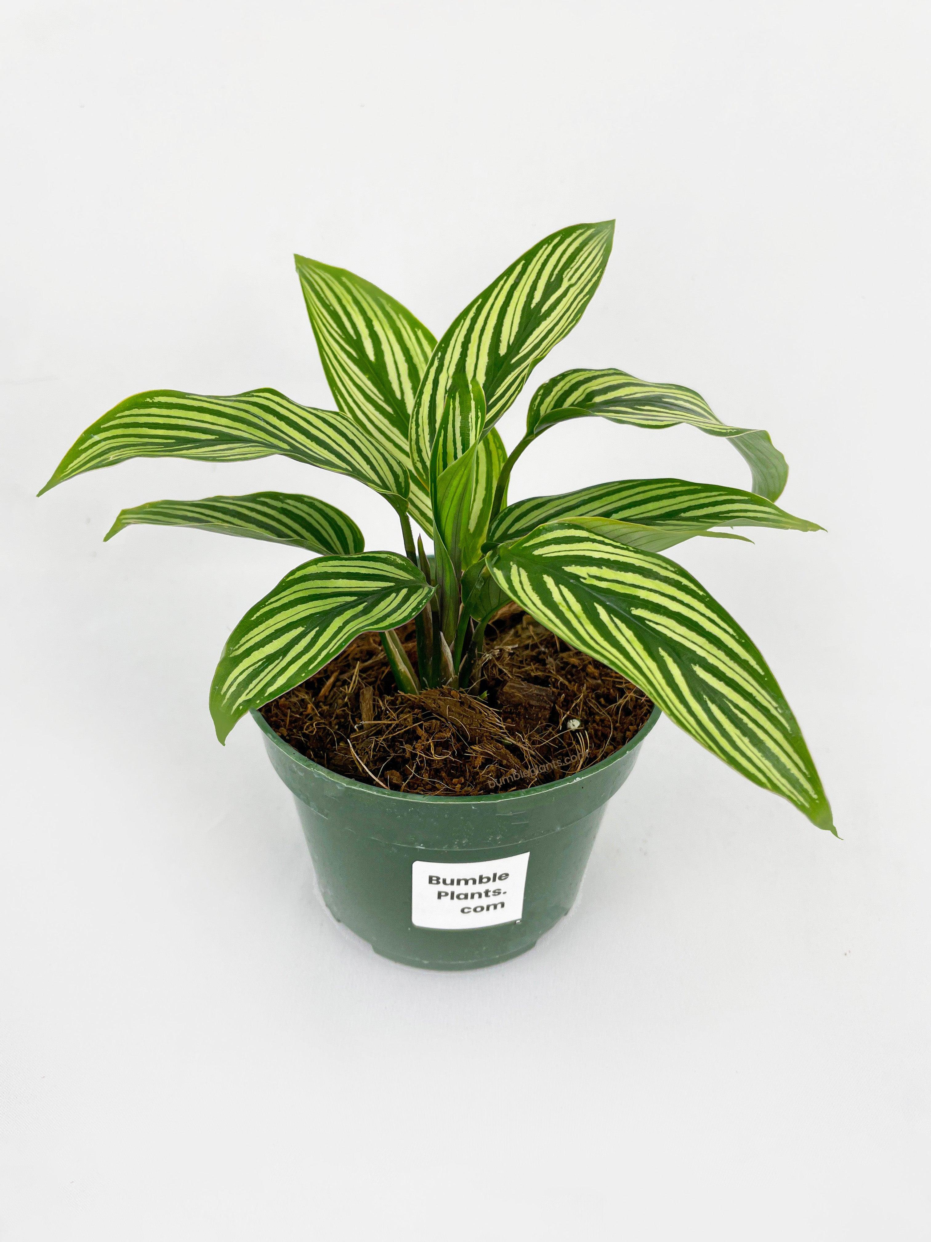 Calathea Vittata in a nursery pot with lush striped foliage. A beautiful, pet-friendly houseplant suitable for low-light indoor spaces.